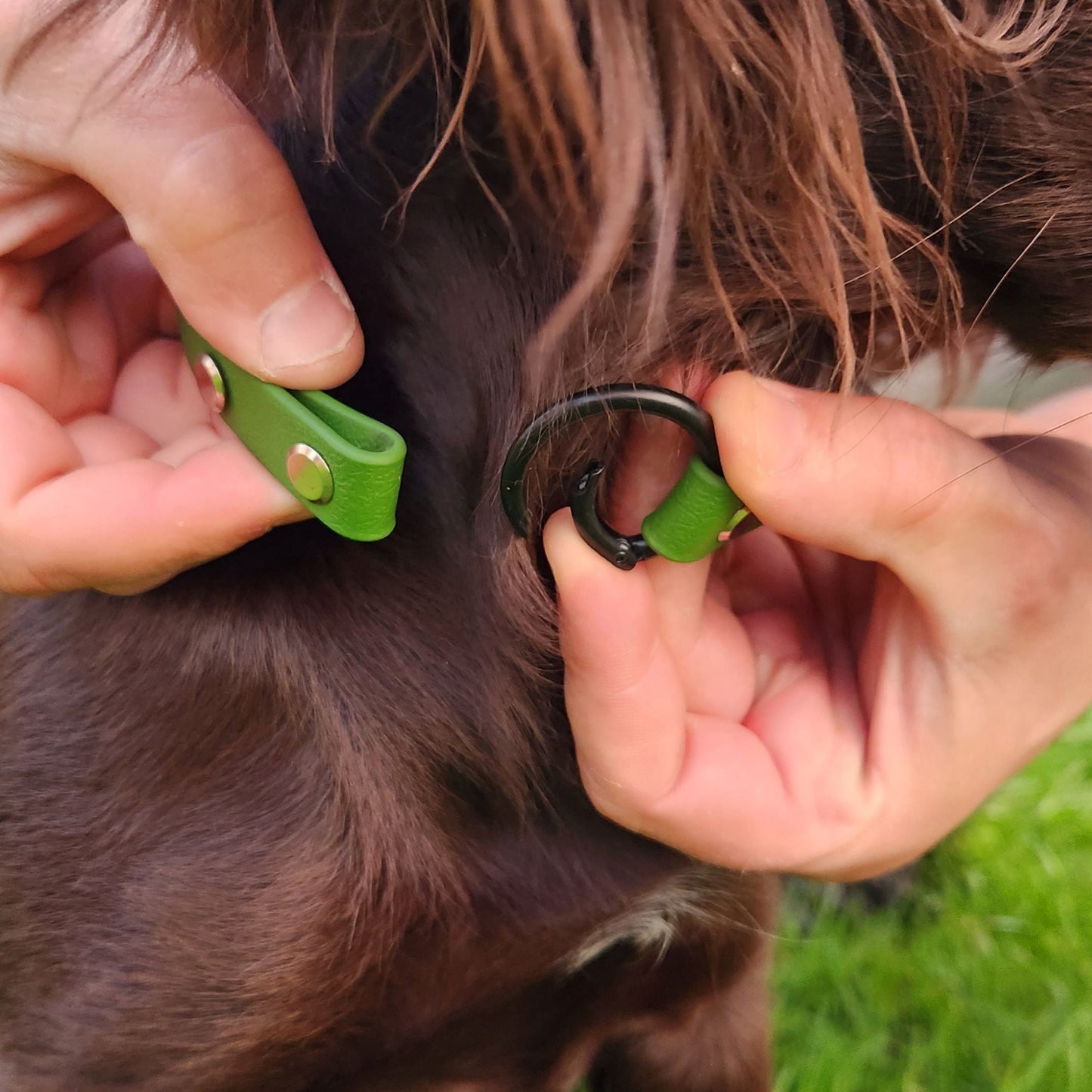 #willabean #dogleads #dogcollars #winnieclaspdogcollar #winniedoglead #hugodogcollar #hugodoglead