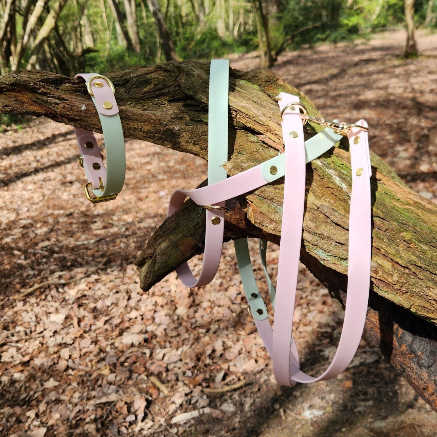 #willabean #dogleads #dogcollars #winnieclaspdogcollar #winniedoglead #hugodogcollar #hugodoglead