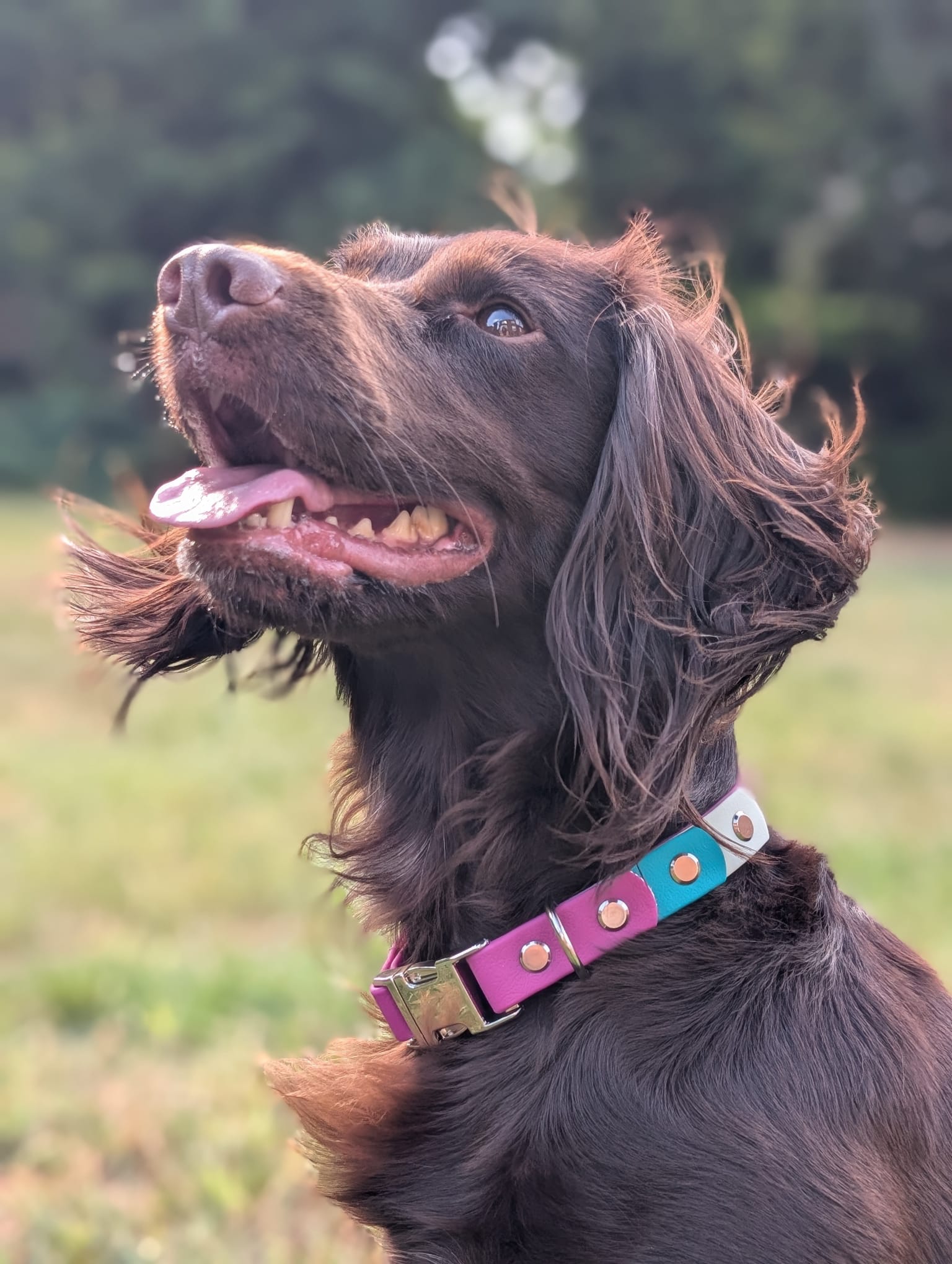 willabean dogleads dogcollars winnieclaspdogcollar winniedoglead hugodogcollar hugodoglead
