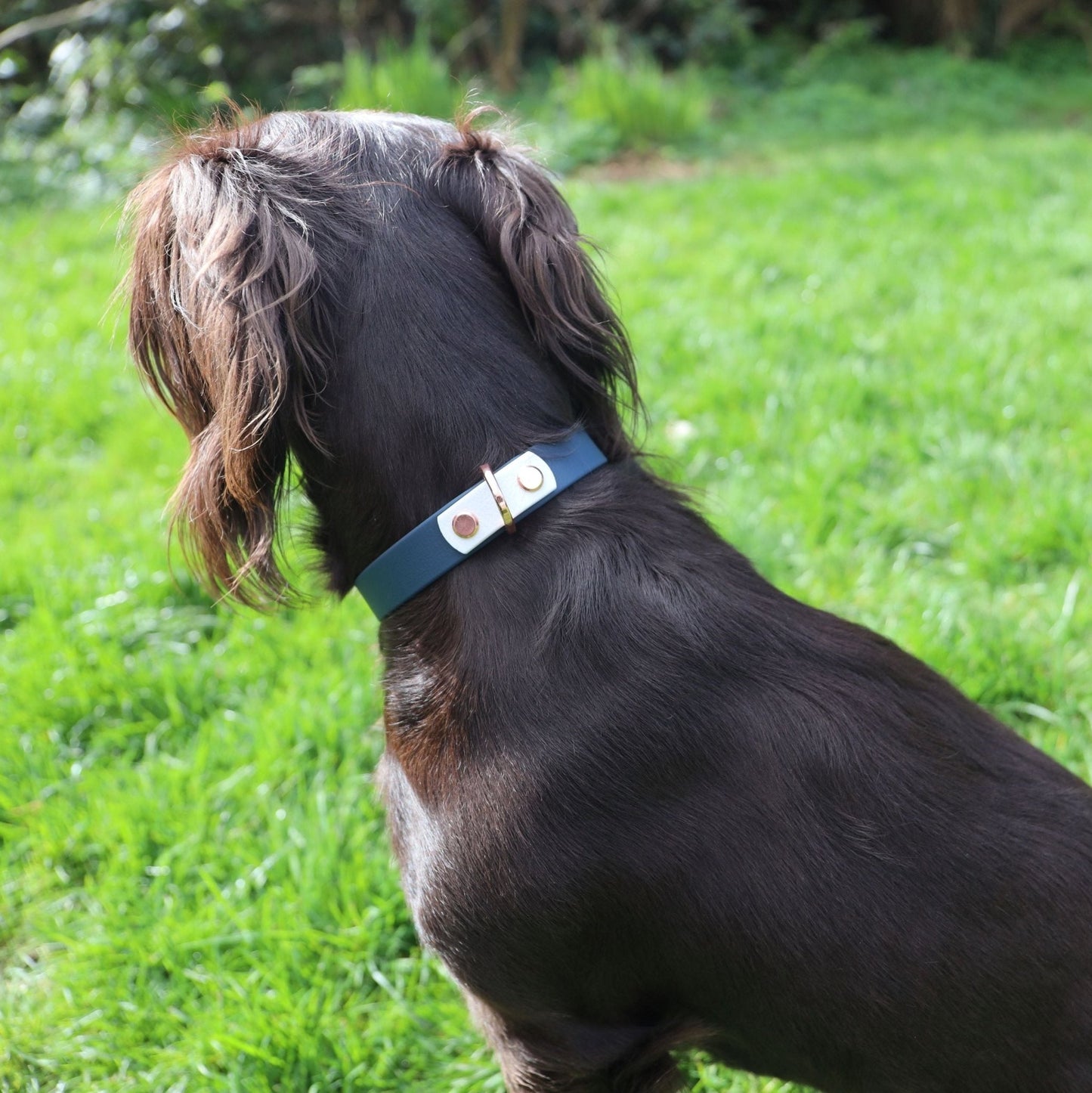 #willabean #dogleads #dogcollars #winnieclaspdogcollar #winniedoglead #hugodogcollar #hugodoglead