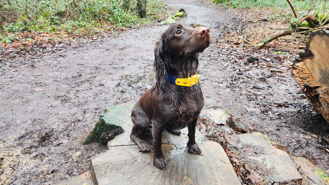 wet dog with waterproof dog collar, front