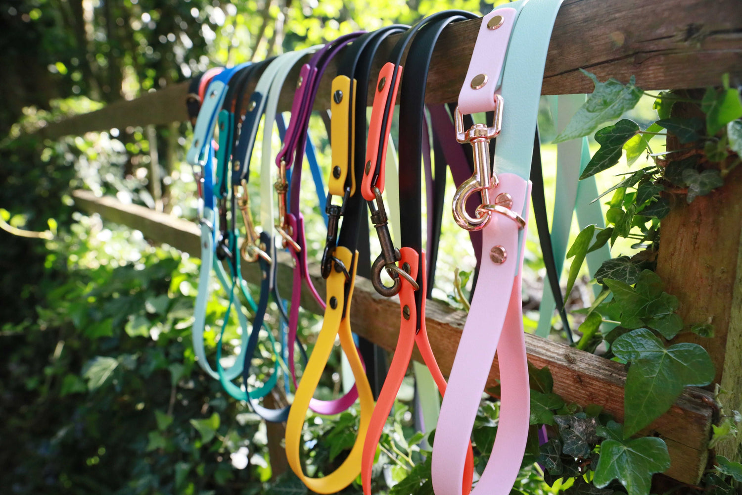 Dog Leads