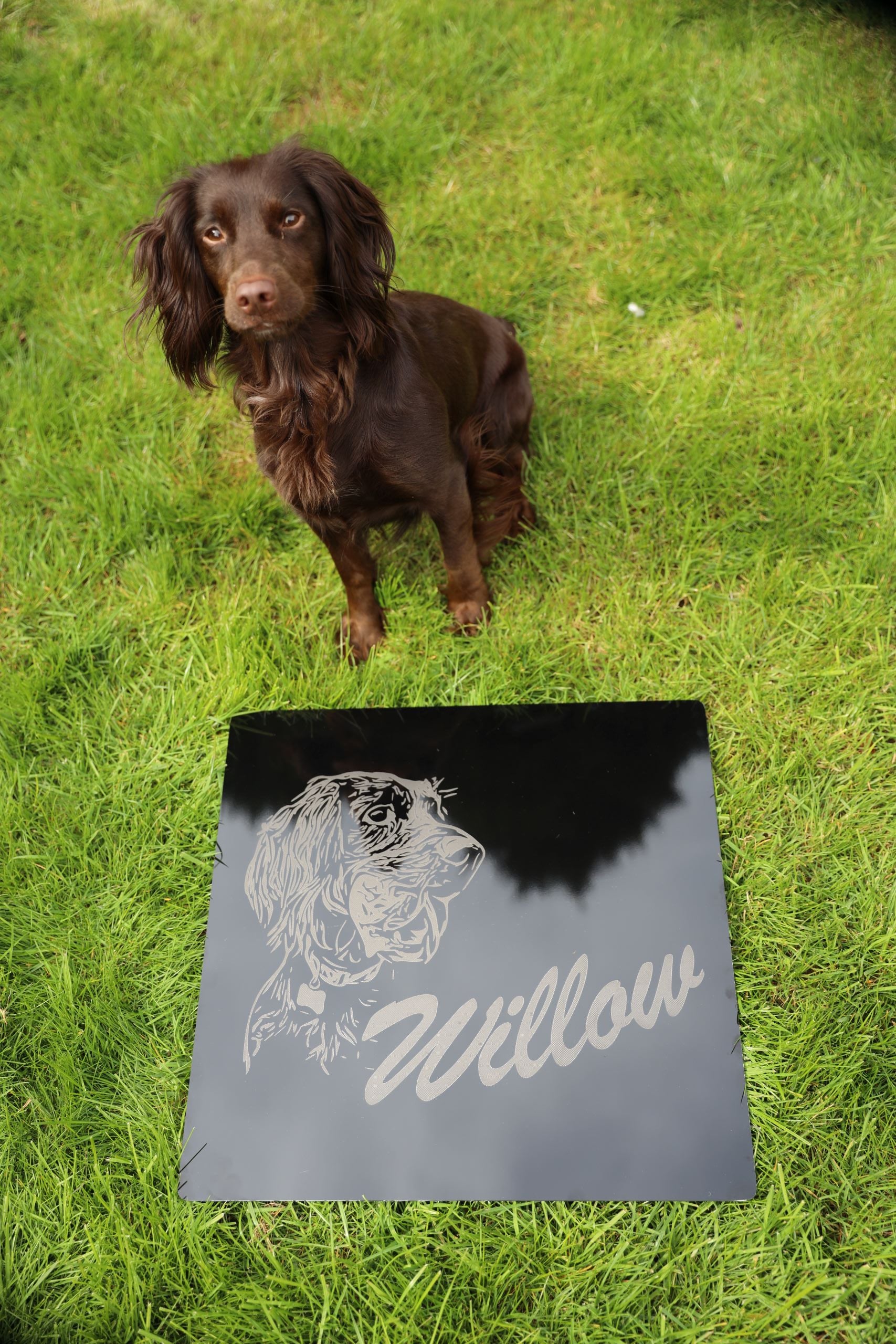 20x20 portrait with dog - front
