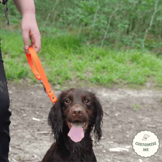 willabean dogleads dogcollars winnieclaspdogcollar winniedoglead hugodogcollar hugodoglead