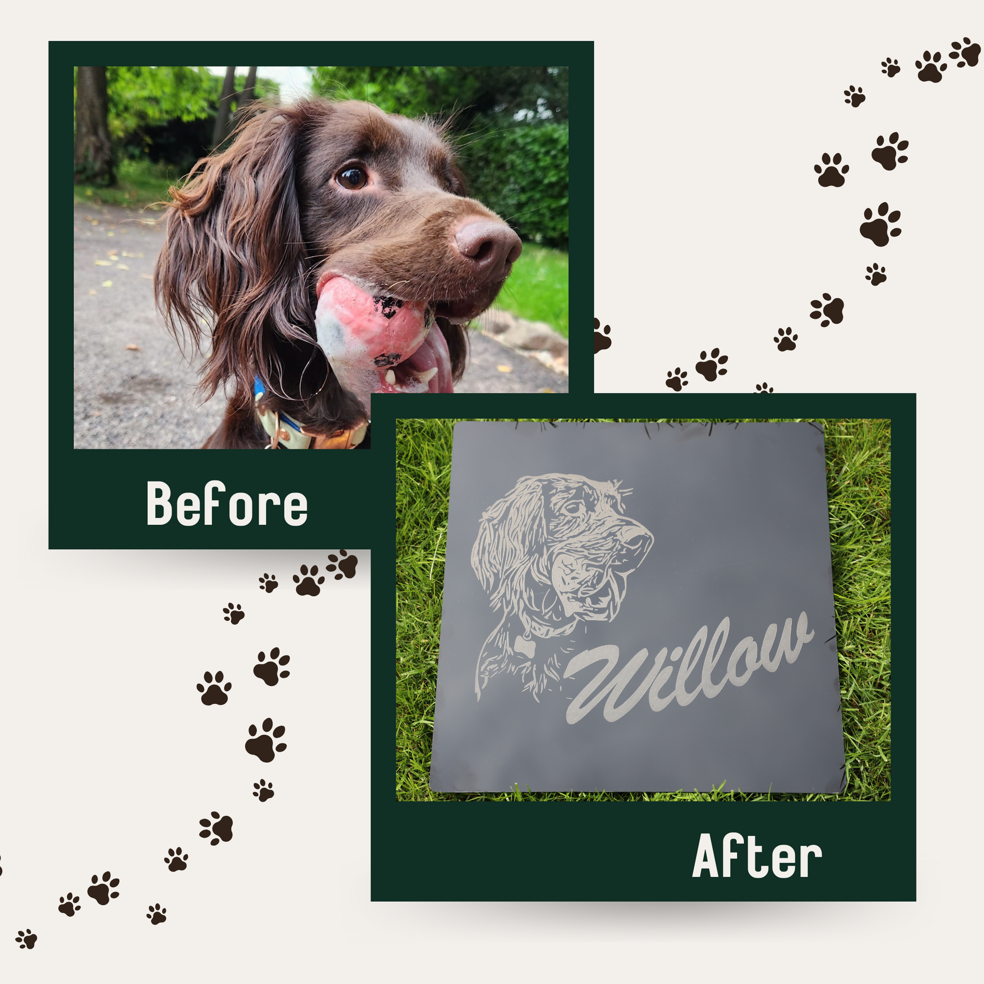 Before and after dog portrait comparison