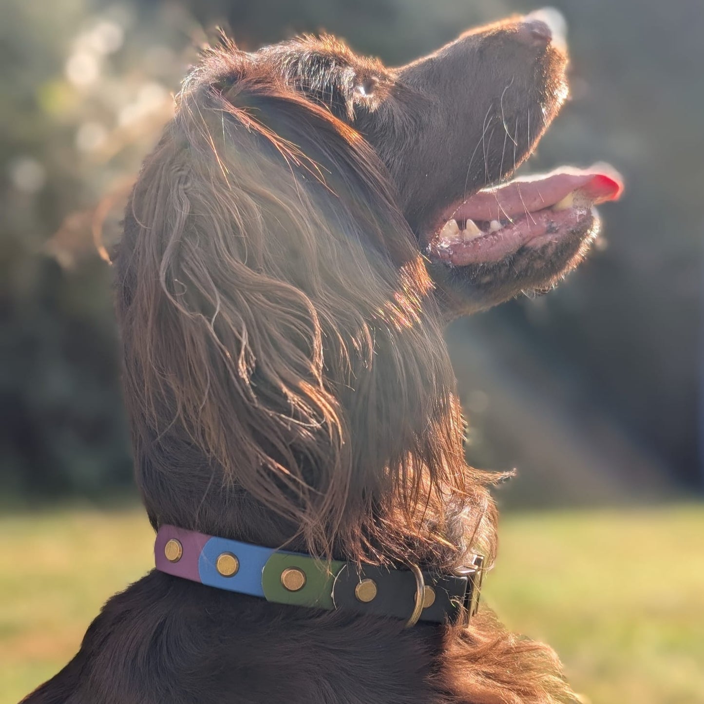 willabean dogleads dogcollars winnieclaspdogcollar winniedoglead hugodogcollar hugodoglead