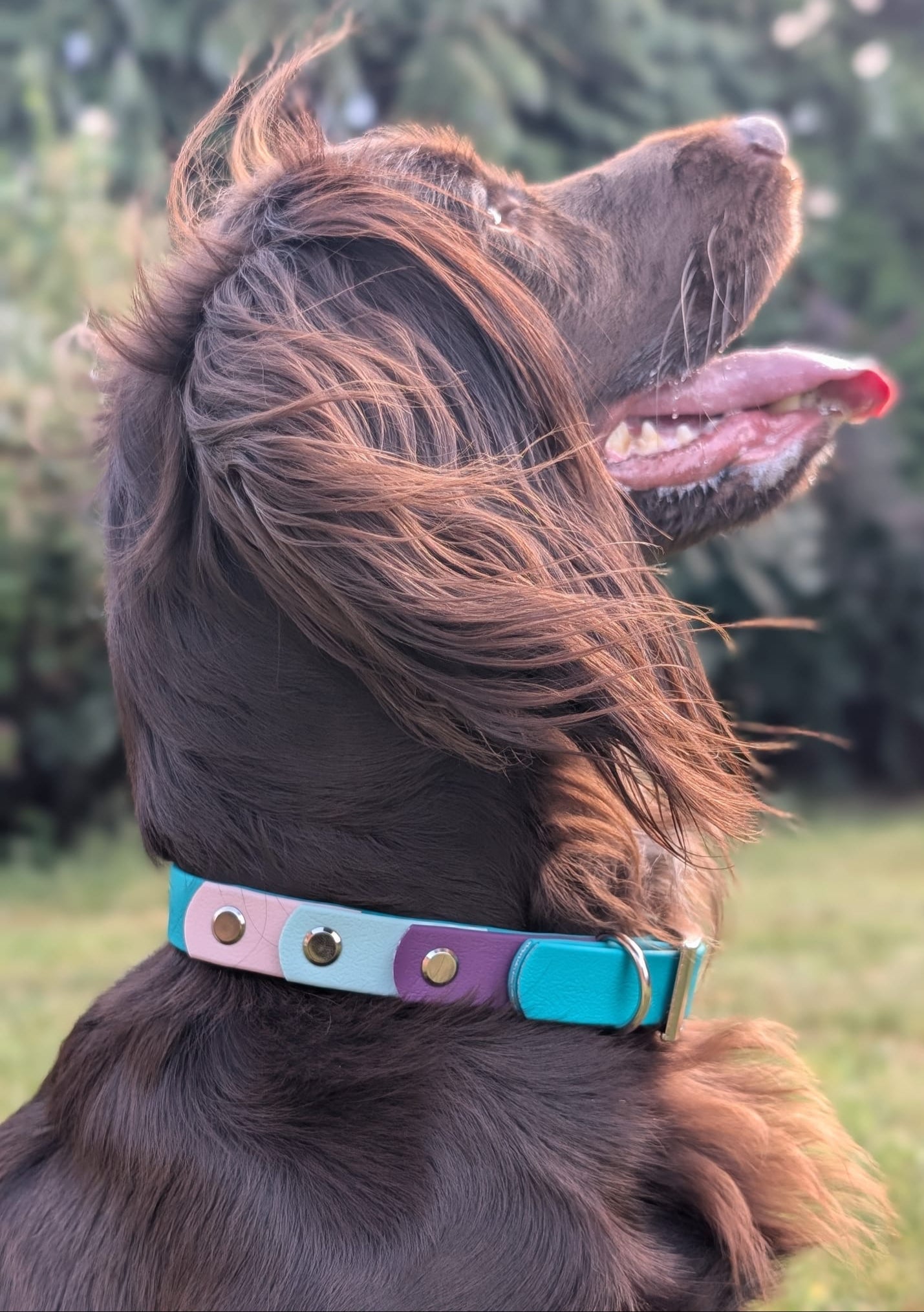willabean dogleads dogcollars winnieclaspdogcollar winniedoglead hugodogcollar hugodoglead