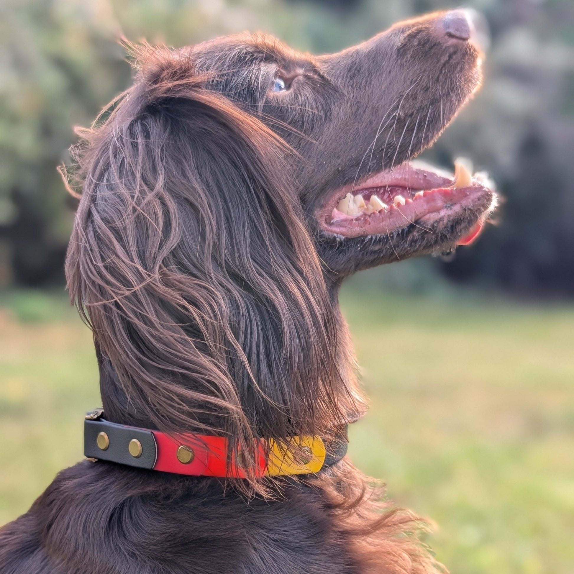 willabean dogleads dogcollars winnieclaspdogcollar winniedoglead hugodogcollar hugodoglead