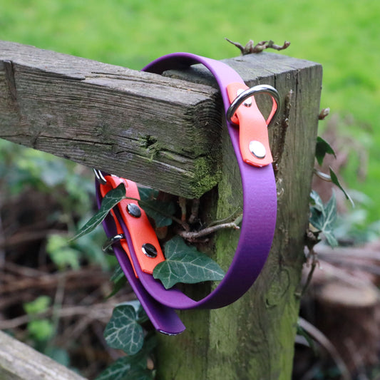 Winnie Dog Collar orange and bright purple - Back D-Ring